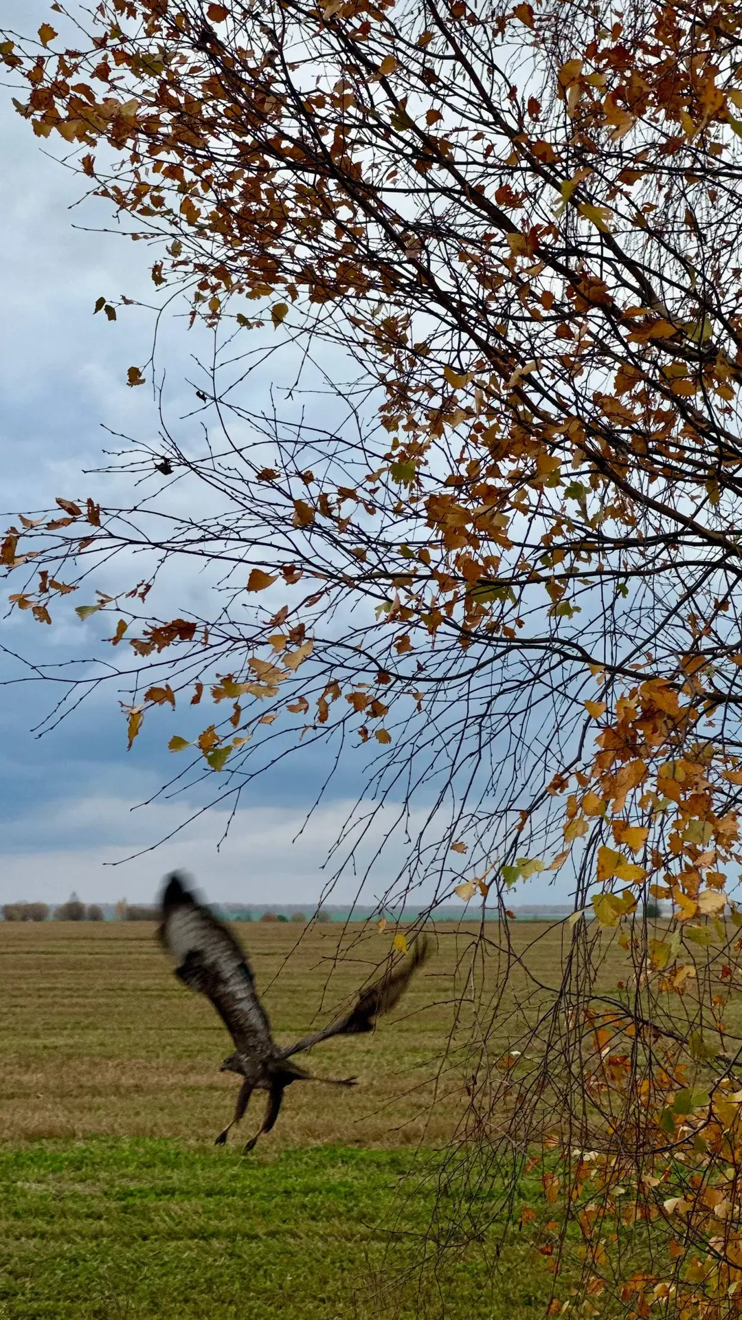 «Пришла осень. Желтые листья падали с деревьев и усеяли берега; зелень полиняла; река п...