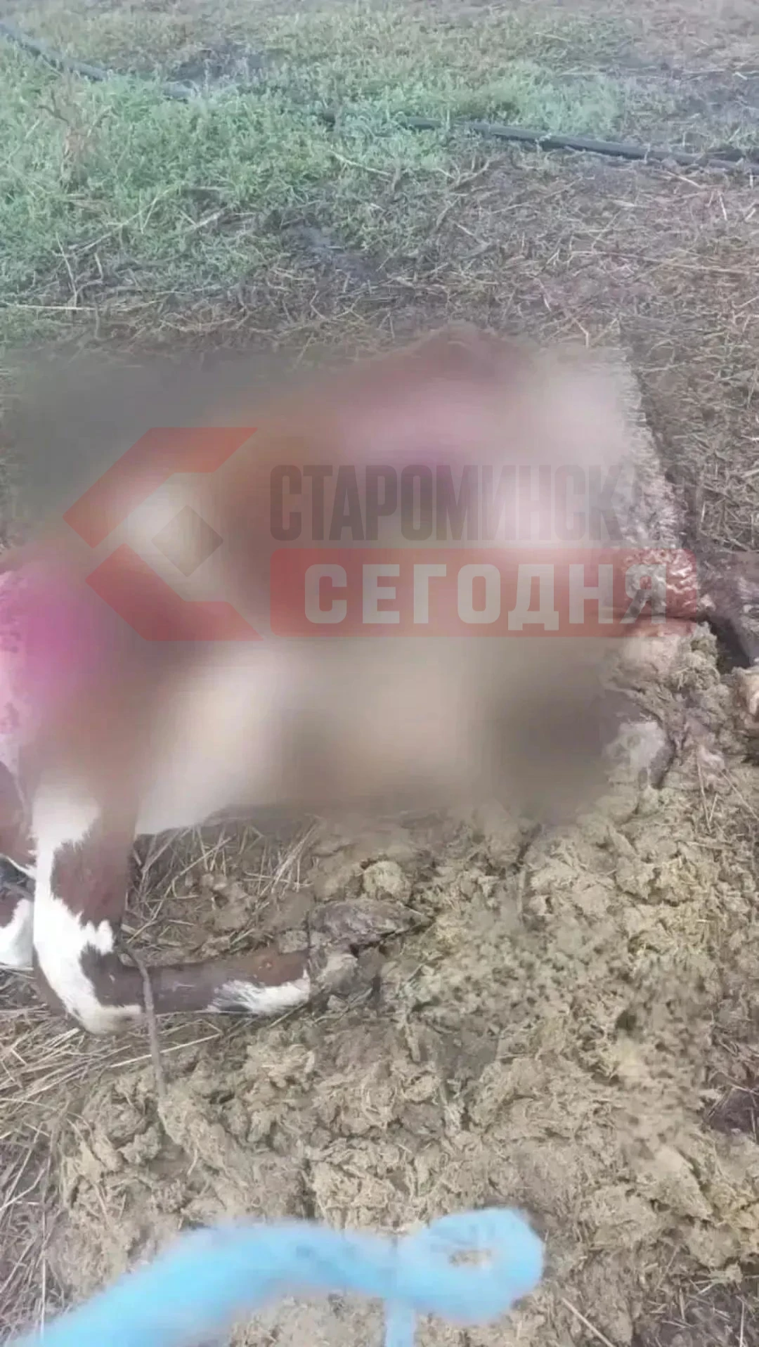 ‼️ В Староминском районе волки загрызли двух быков и начали подходить к домам