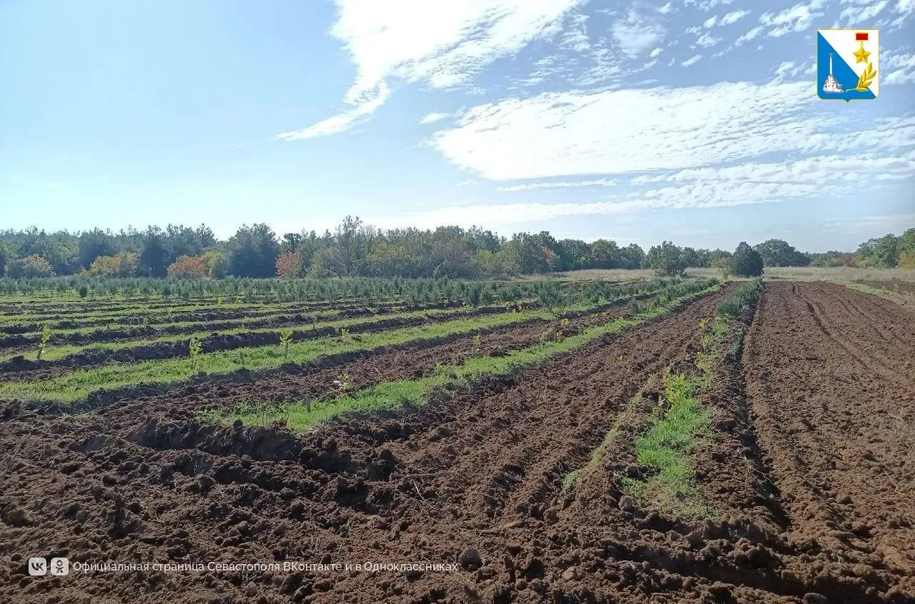 🌱 Около 3 тысяч молодых деревьев подготовили к зиме