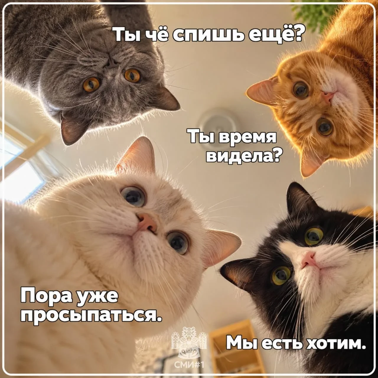 Доброе утро, Казань! Подъем, пушистая банда уже проголодалась.