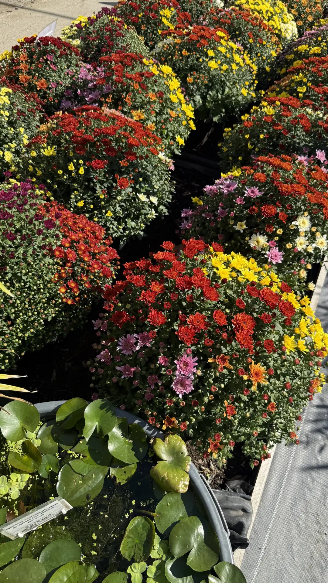Четыре расцветки хризантемы в одном горшке!💛🩷❤️🧡