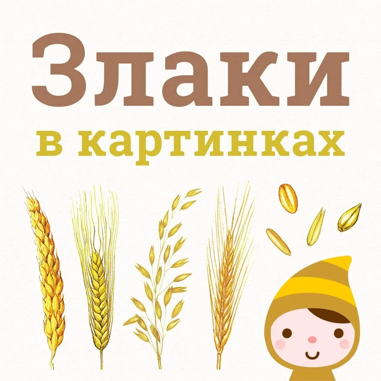 ЗЛАКИ В КАРТИНКАХ