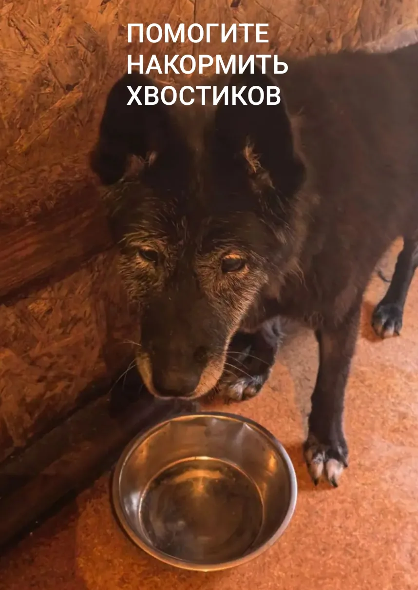 🐾 Друзья, снова нужна ваша помощь! 🐾