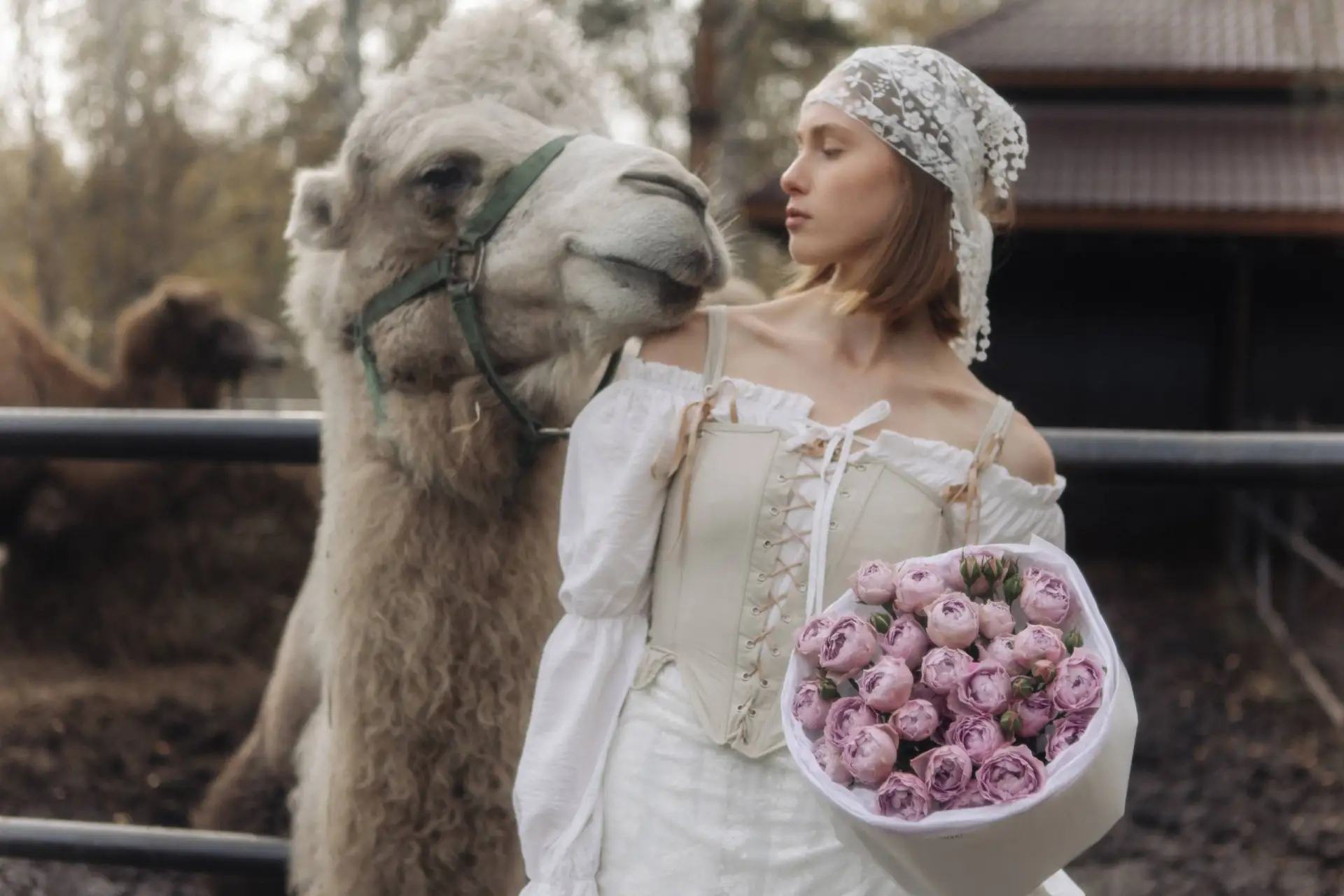 Кустовая пионовидная роза •Лавандер баблз 🐫