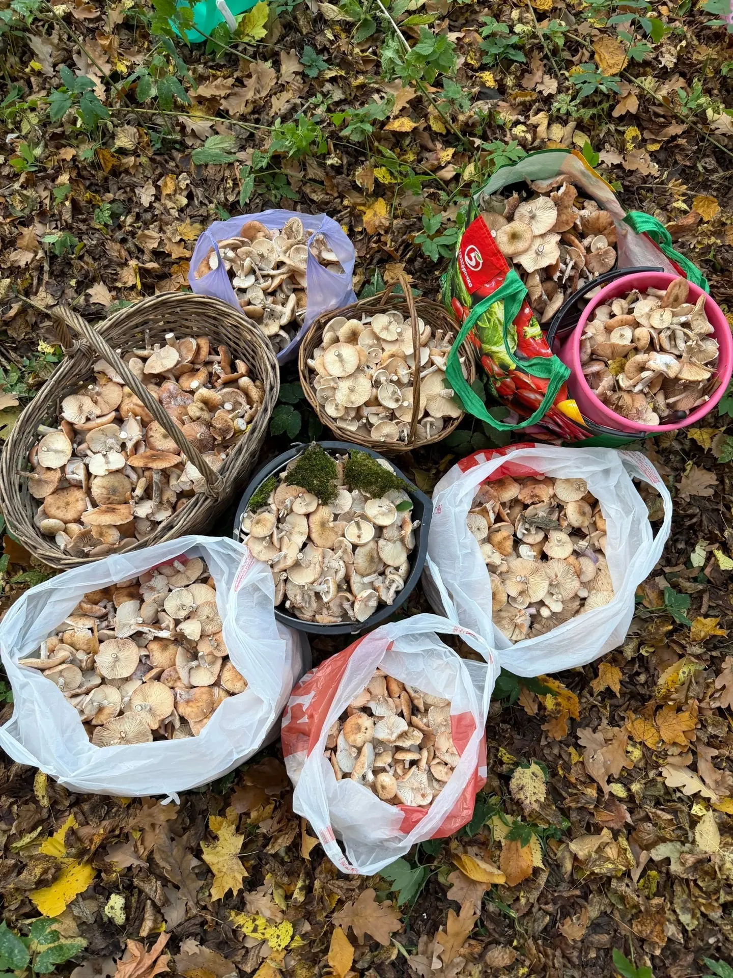 🍄 Грибная лихорадка в Саратовской области! 🍄