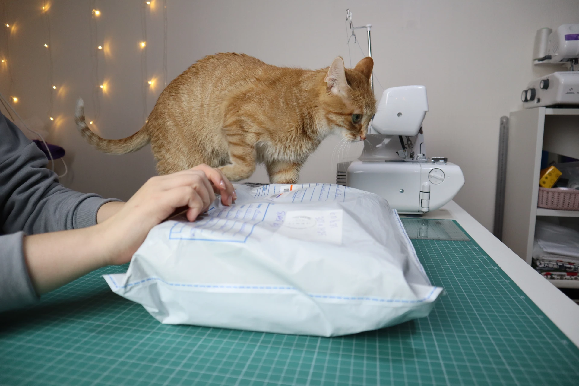 🐾 Я не ленивая! Я рыжая сладкая бабулина булочка, и у меня есть доказательства.