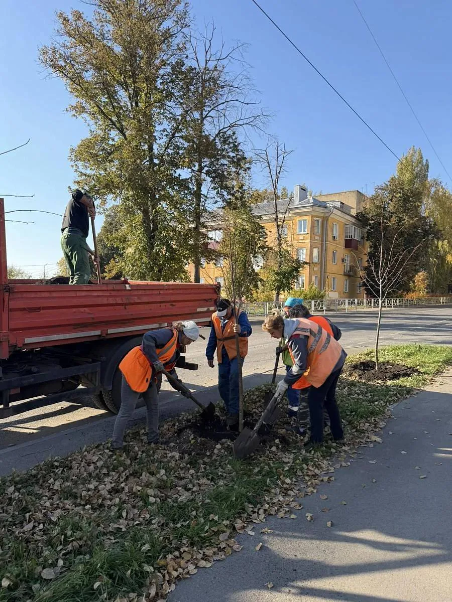 На Ушинского и 40 лет Октября в Липецке высаживают новые деревья взамен аварийных