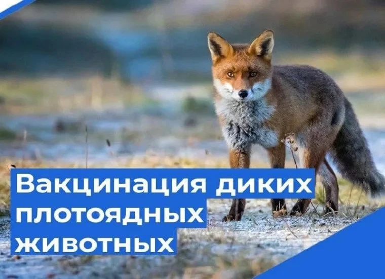 🔰В Нерюнгринском районе провели вакцинацию против бешенства диких плотоядных животных