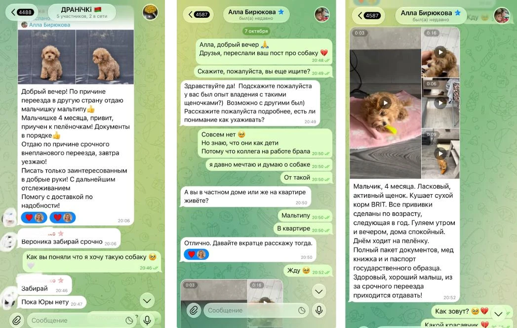 🇷🇺 Мошенники придумали схему обмана на желании спасти собаку: под видом срочной беспл...