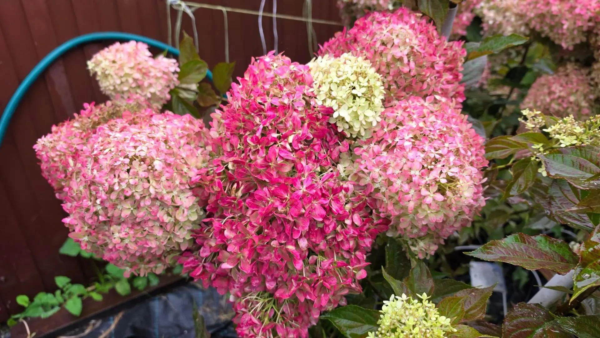 🌿 Пиксио — один из самых узнаваемых сортов гортензии