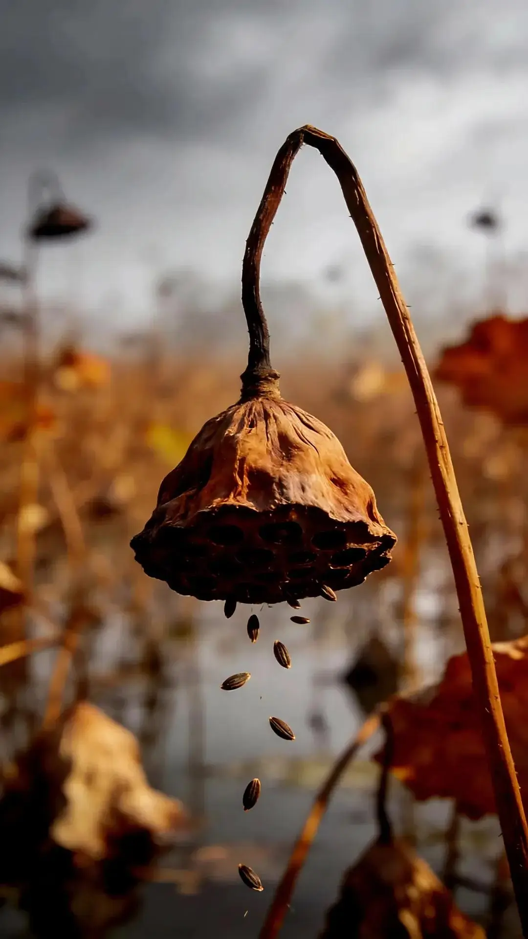 Настроение - осень 🍂