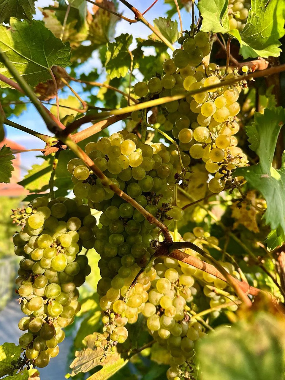 🍇 Сегодня отмечается День работников сельского хозяйства и перерабатывающей промышленн...