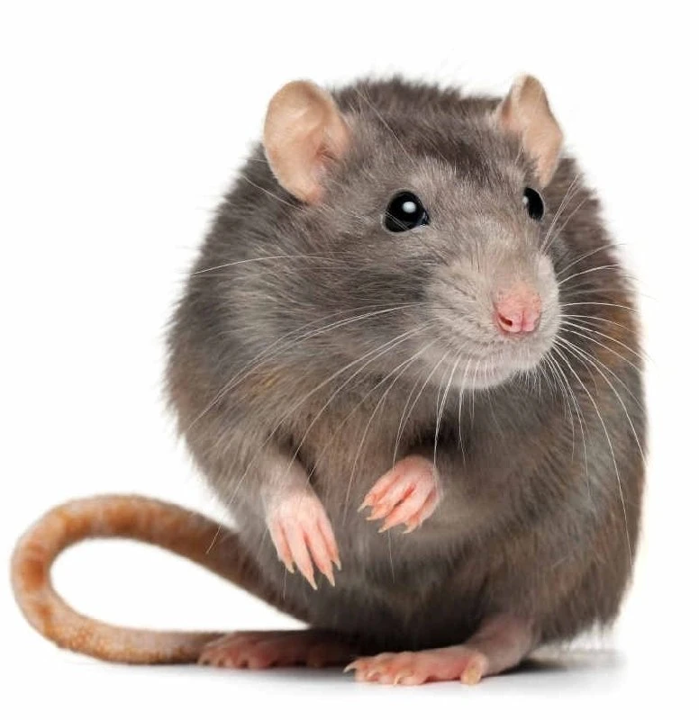 🐀❗️Дикая крыса напала на мужчину в Красногорске