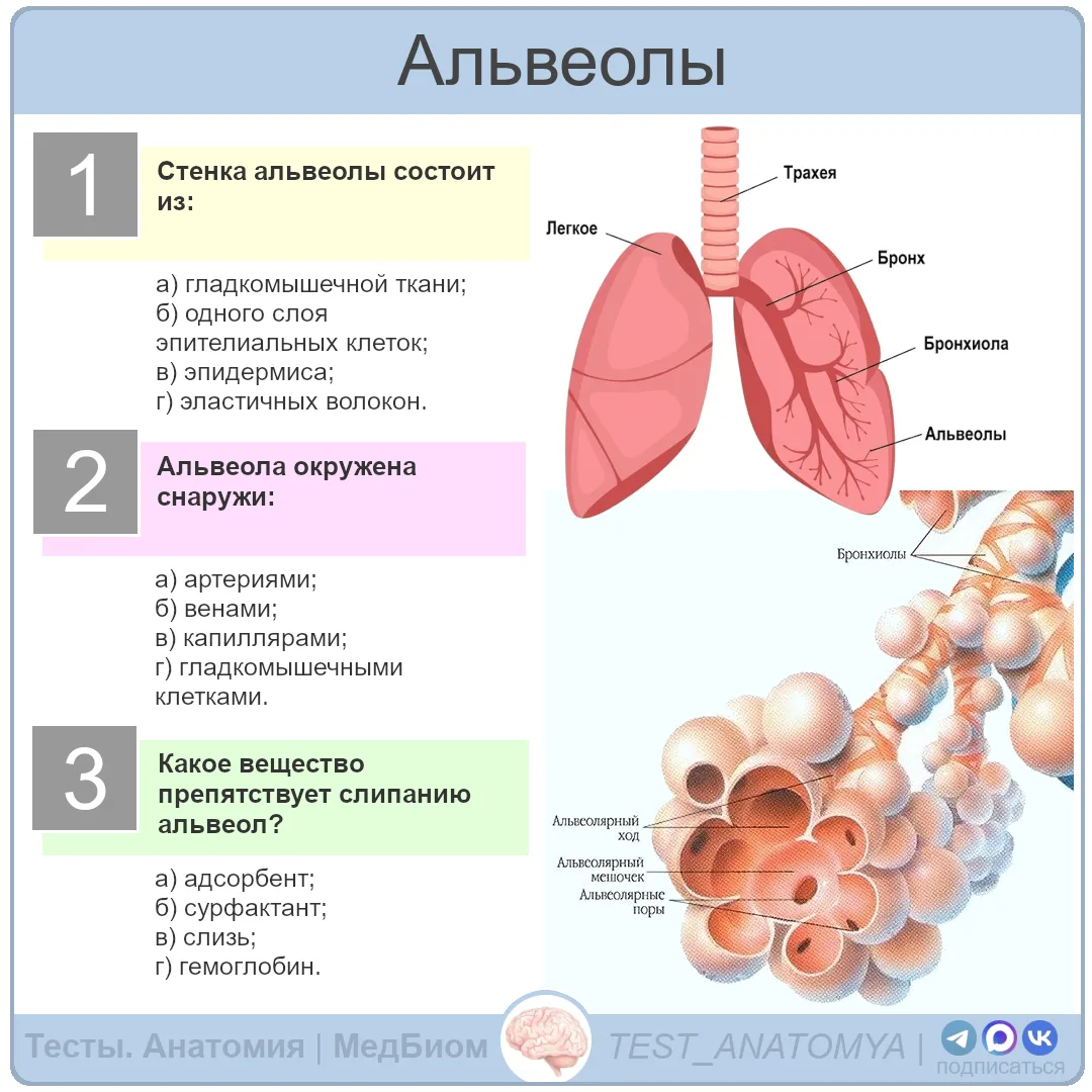Альвеолы