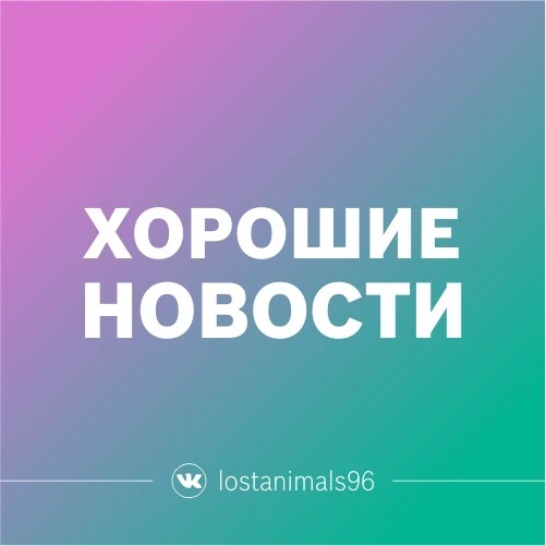 ❤️ Пропавшего салюки Фалько нашли в Верхней Пышме