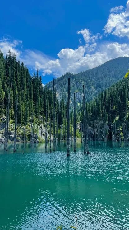 Озеро Каинды — затонувший хвойный лес, похожий на сказку! 🌲💧