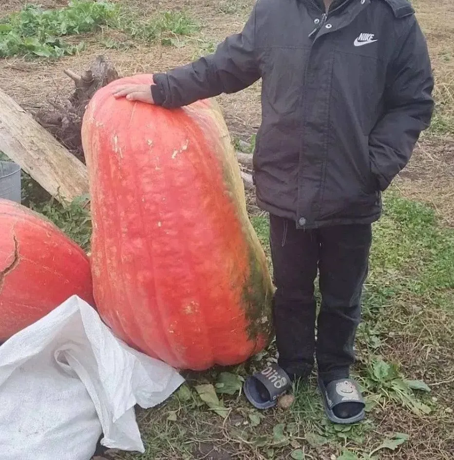 Вырастили вот такую огромную тыкву 🎃