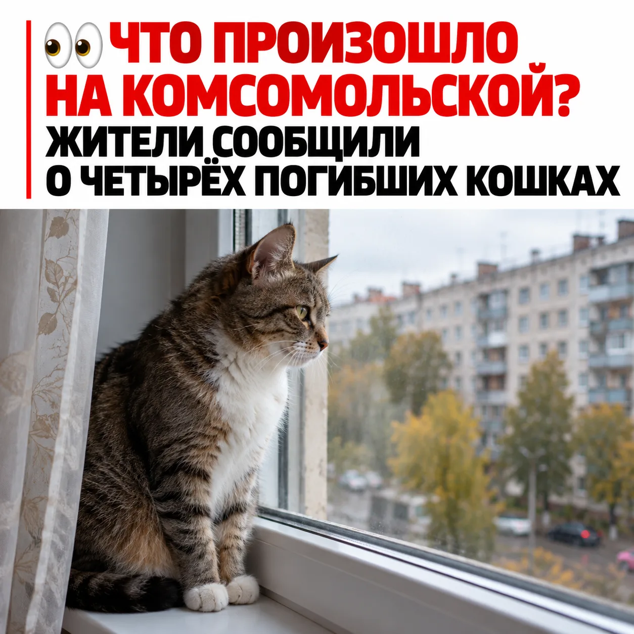 😢 В Уфе мужчина выбросил из окна четырёх кошек. Животные погибли