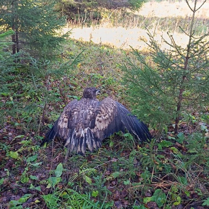 Одного из крупнейших хищников Пермского края заметили в лесу на Чусовском участке.