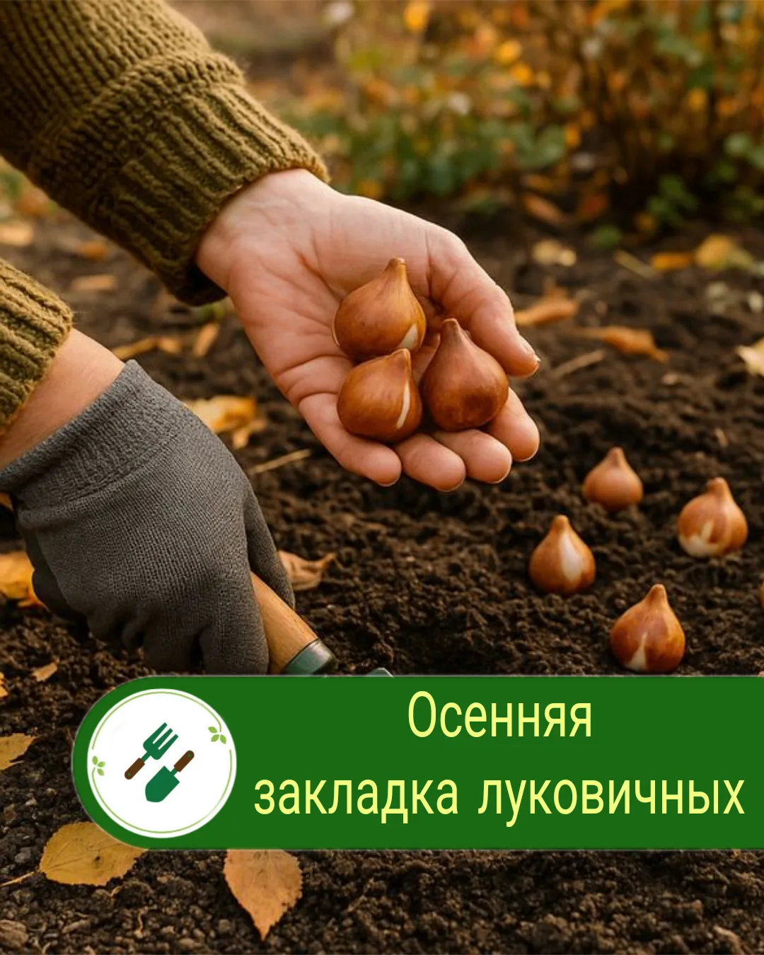 🍂 Октябрь — время сажать луковичные!
