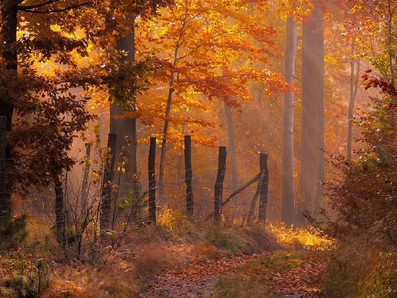 🍂 С добрым утром