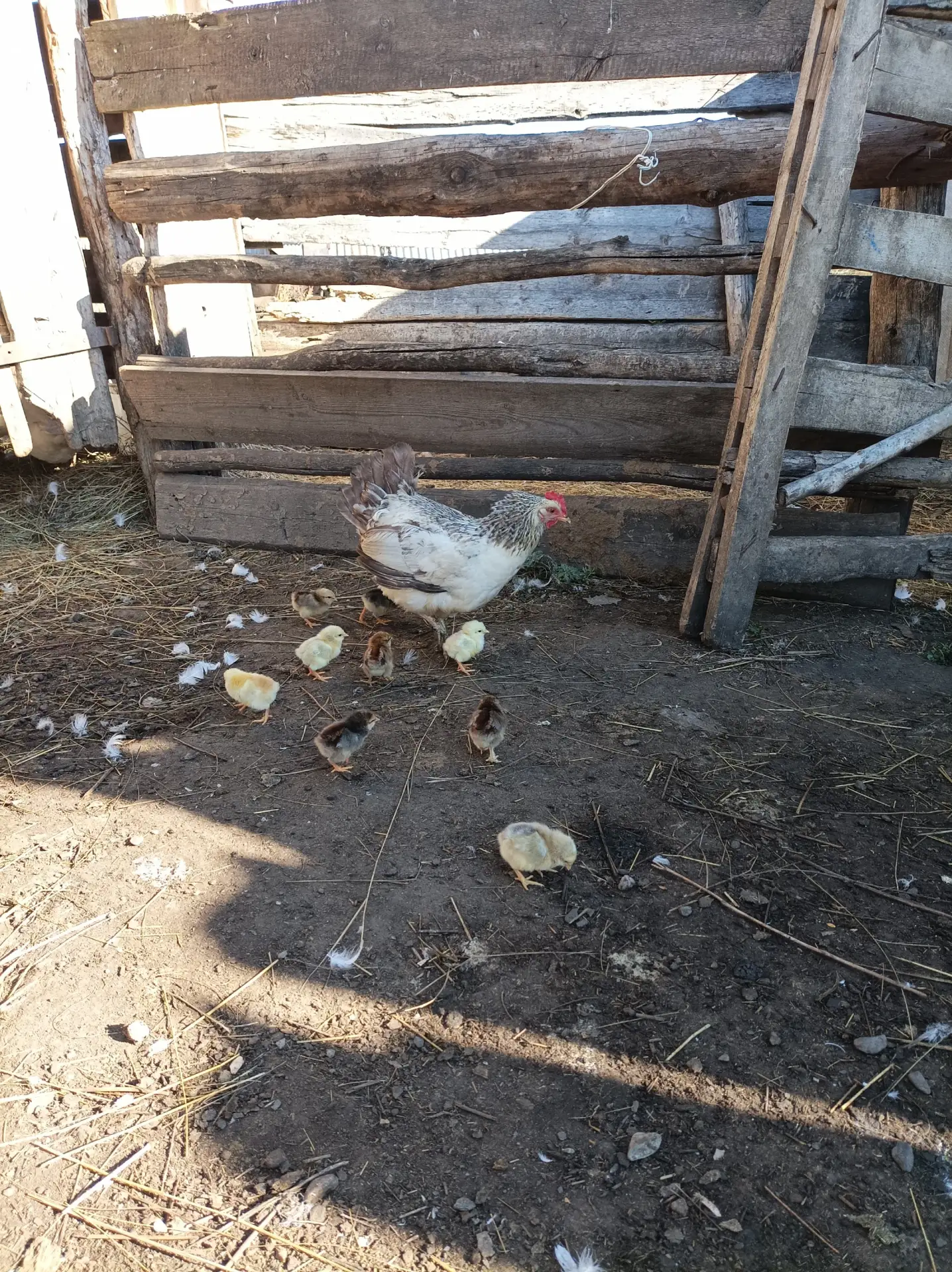 От подписчика Айтуган