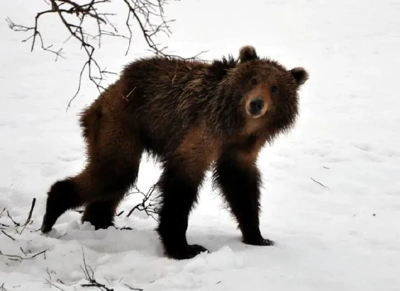 🐻 В Алтайском крае зимой могут появиться медведи-шатуны