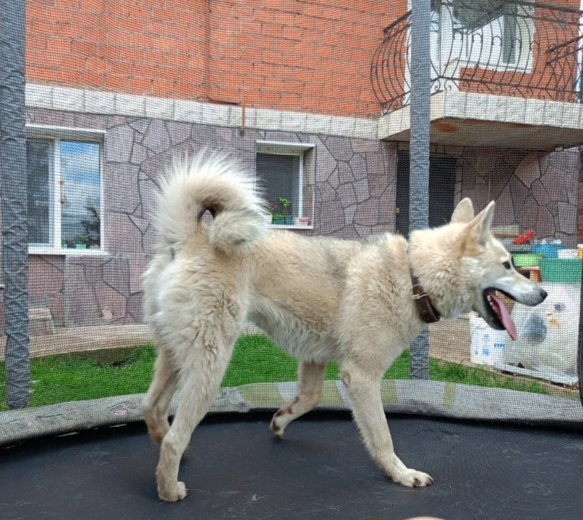 Пропала собака районе новостройка (улица Свободы) в Ишимбае.