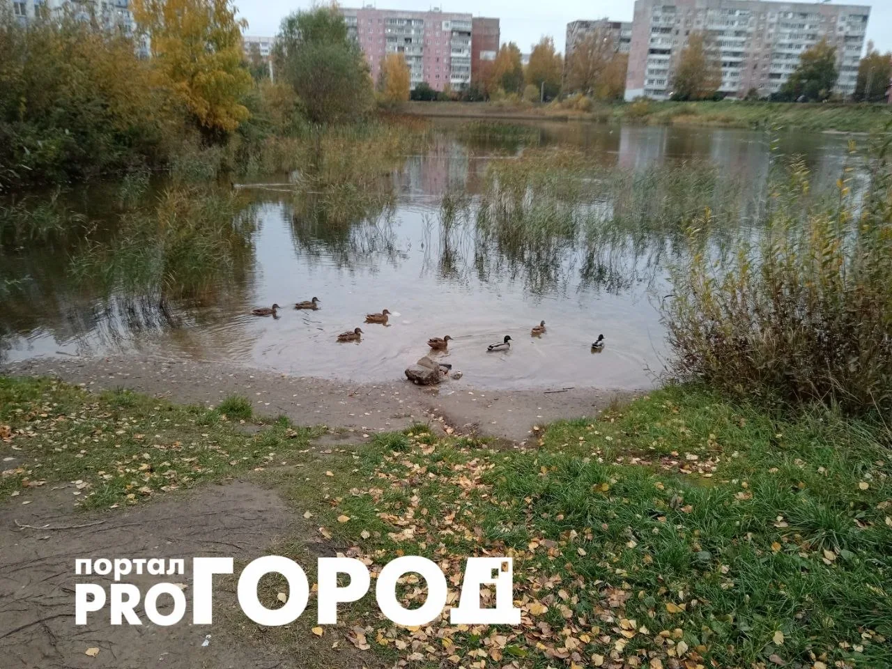 «Уток в этом году меньше стало. Скоро холод, опять до самых морозов будут сидеть. Куда ...