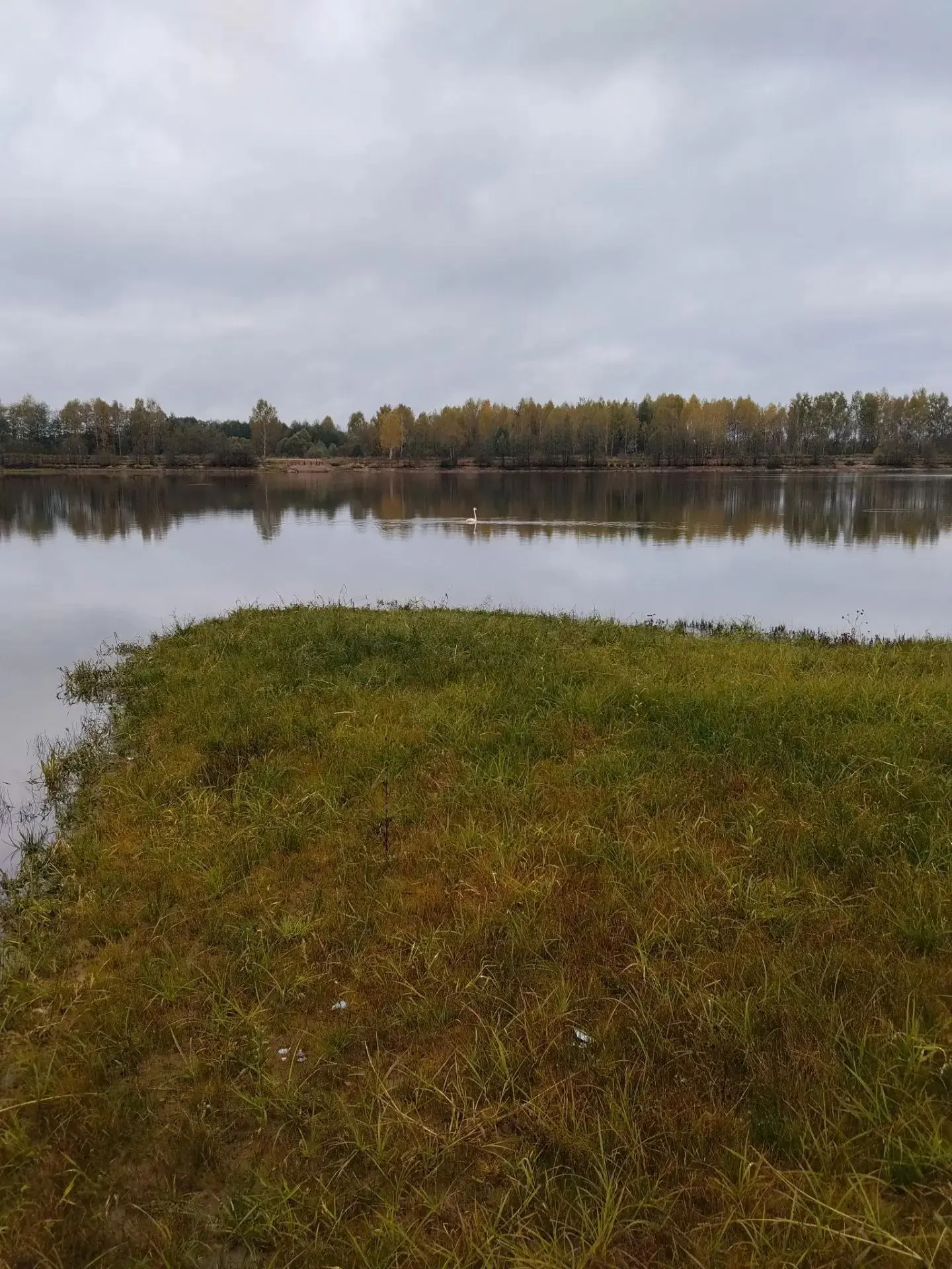 В Судогодском районе на водохранилище возле деревни Кондряево уже неделю живет розовый ...