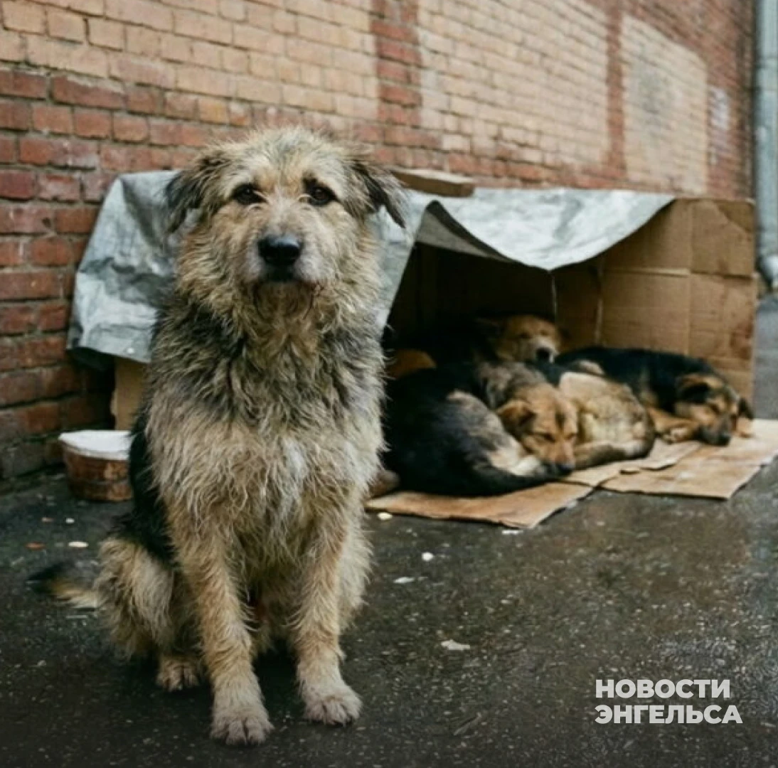 🐕 В Саратовской области в 2027 году отловят 4 тысячи бездомных собак