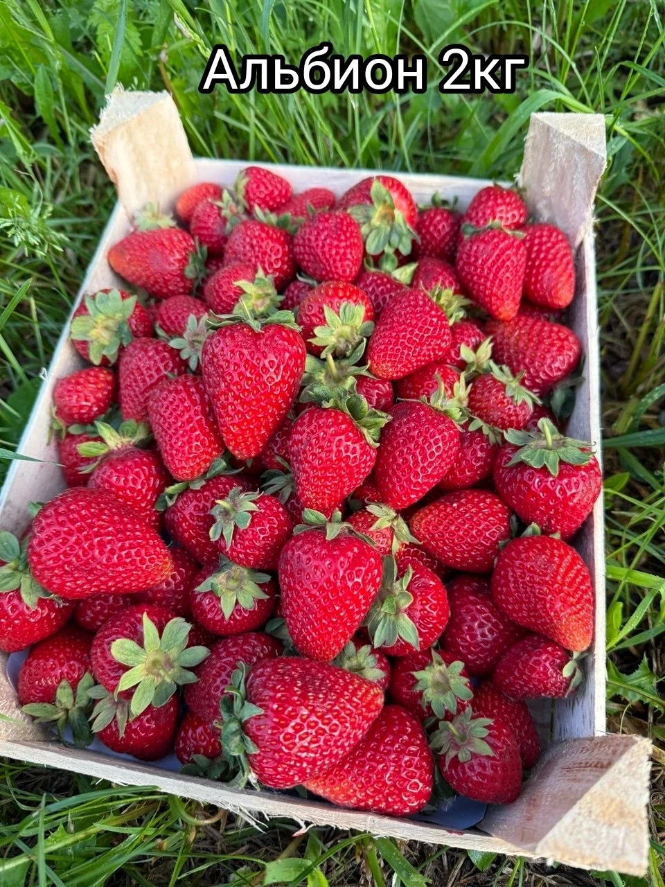 🍓🍒 СВЕЖАЯ ПОСТАВКА ЯГОДЫ ИЗ  КИРГИЗИИ 🇰🇬 🔥