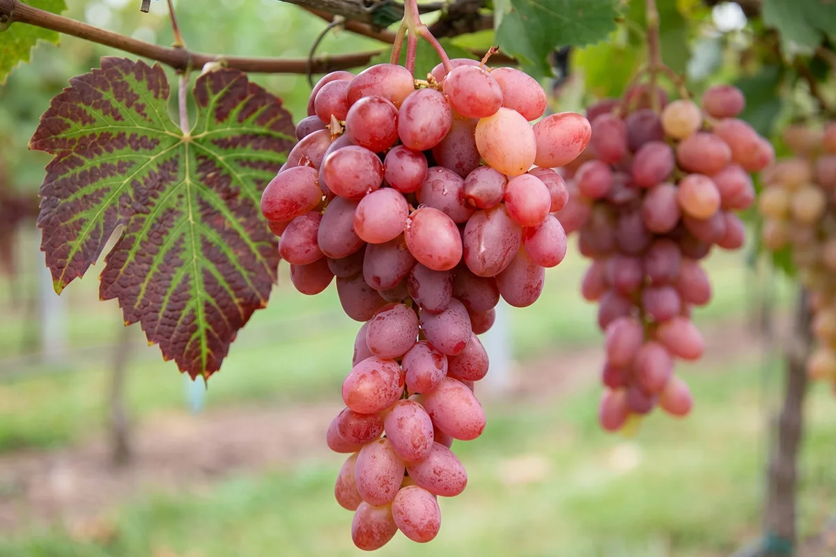 Виноград для мозга: пить или есть? 🍇