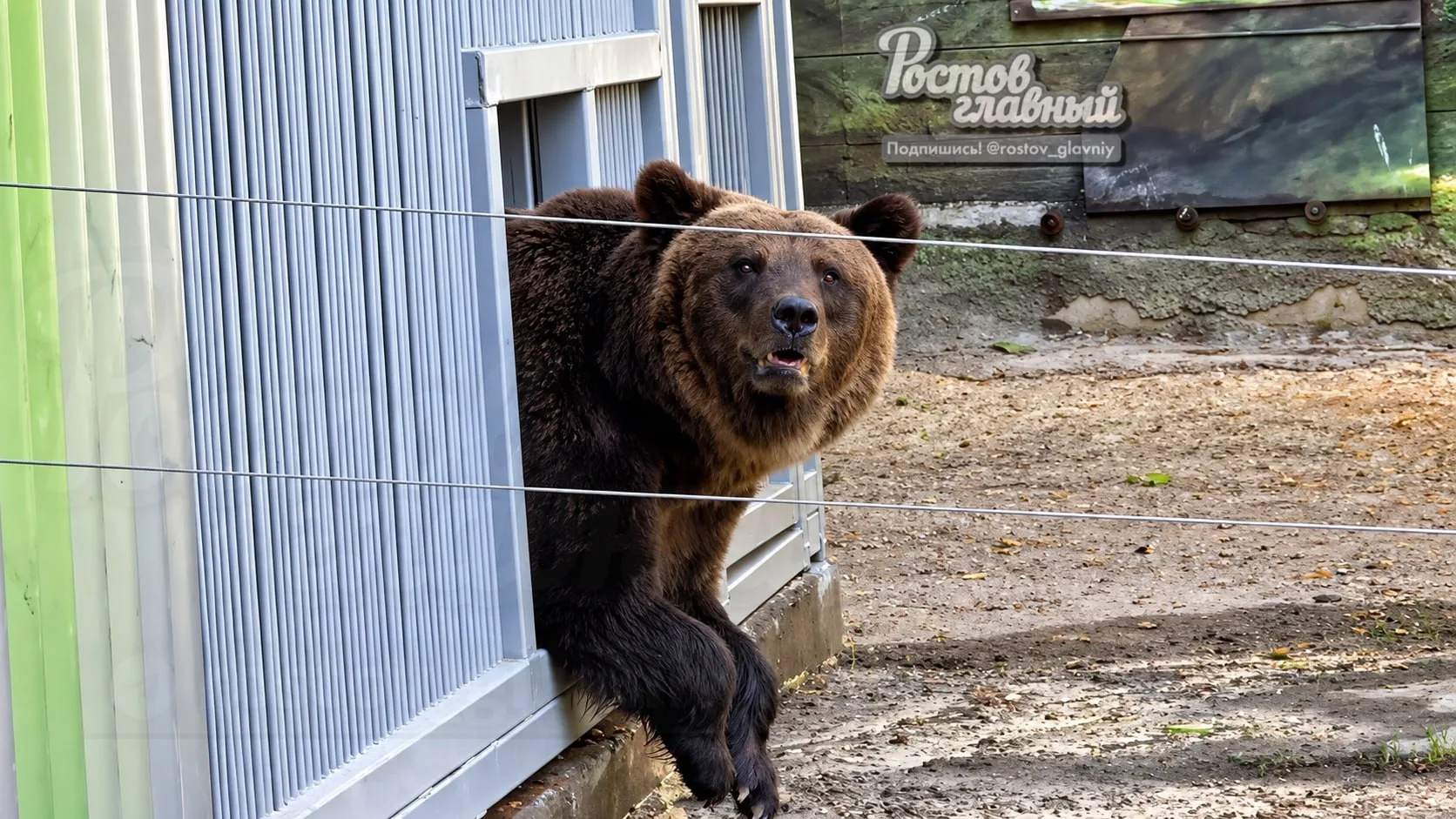 🐻 Медведица Даша впервые вышла на прогулку в Ростовском зоопарке.