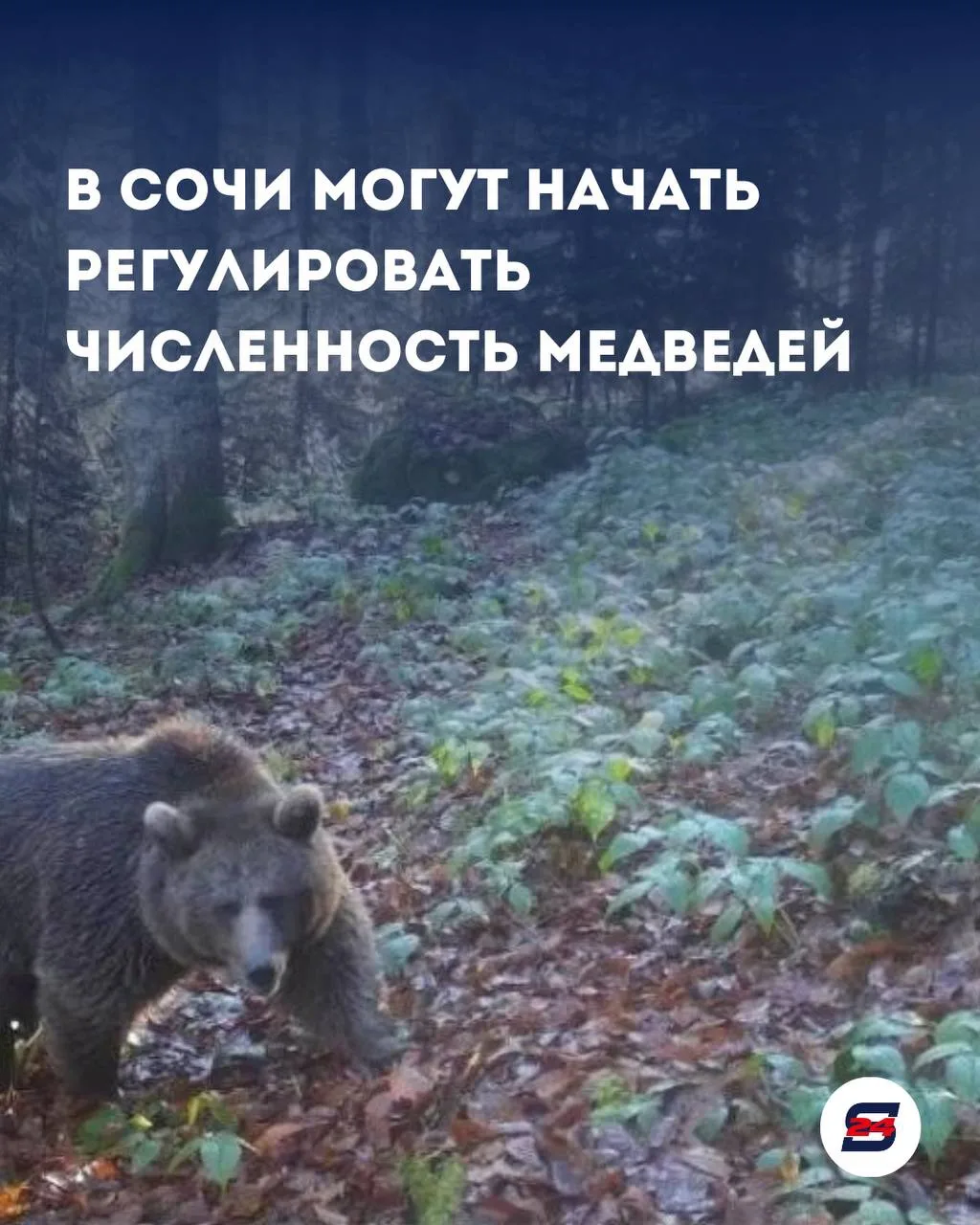 😳 В Сочи могут начать регулировать численность медведей