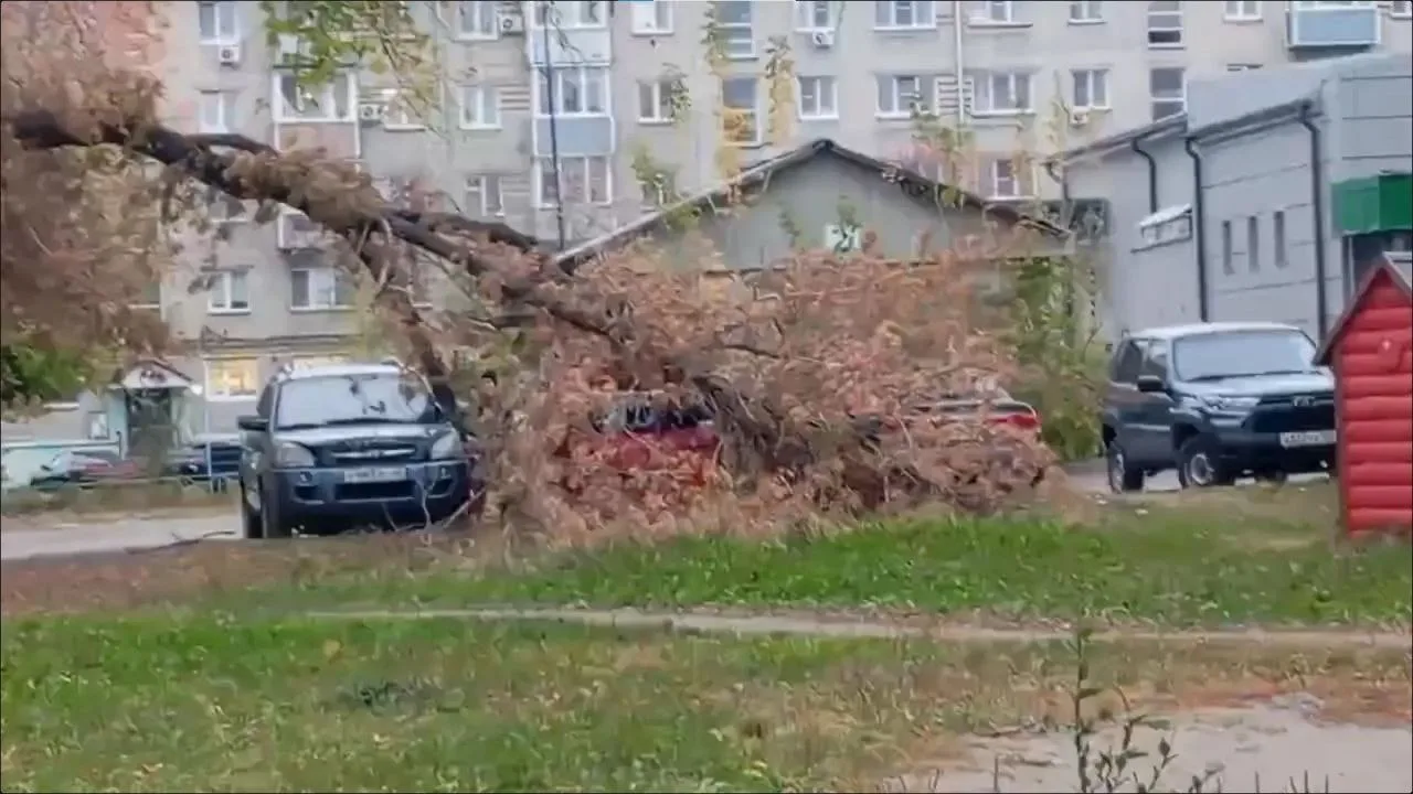 Ветер валит деревья в Барнауле.