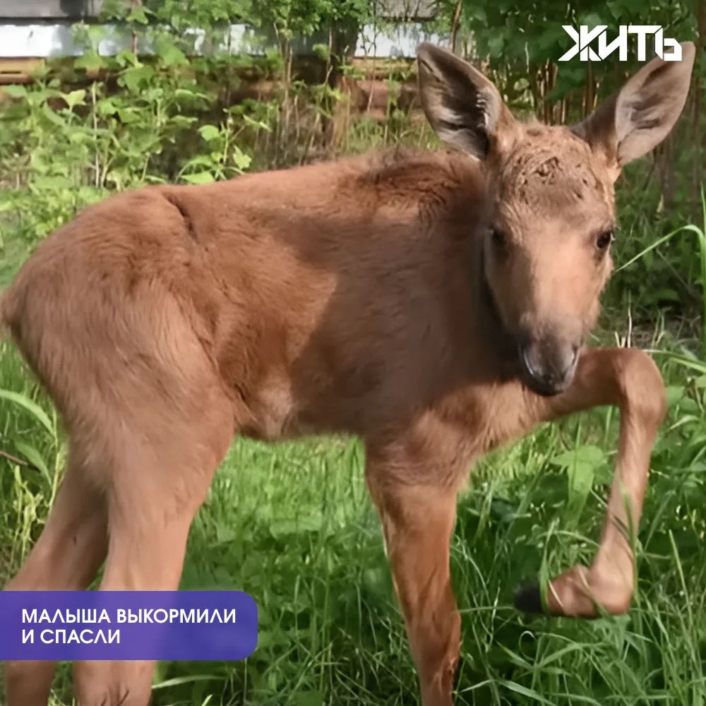 Лосенка, которого весной нашли одного в лесу, выпустили в тайгу