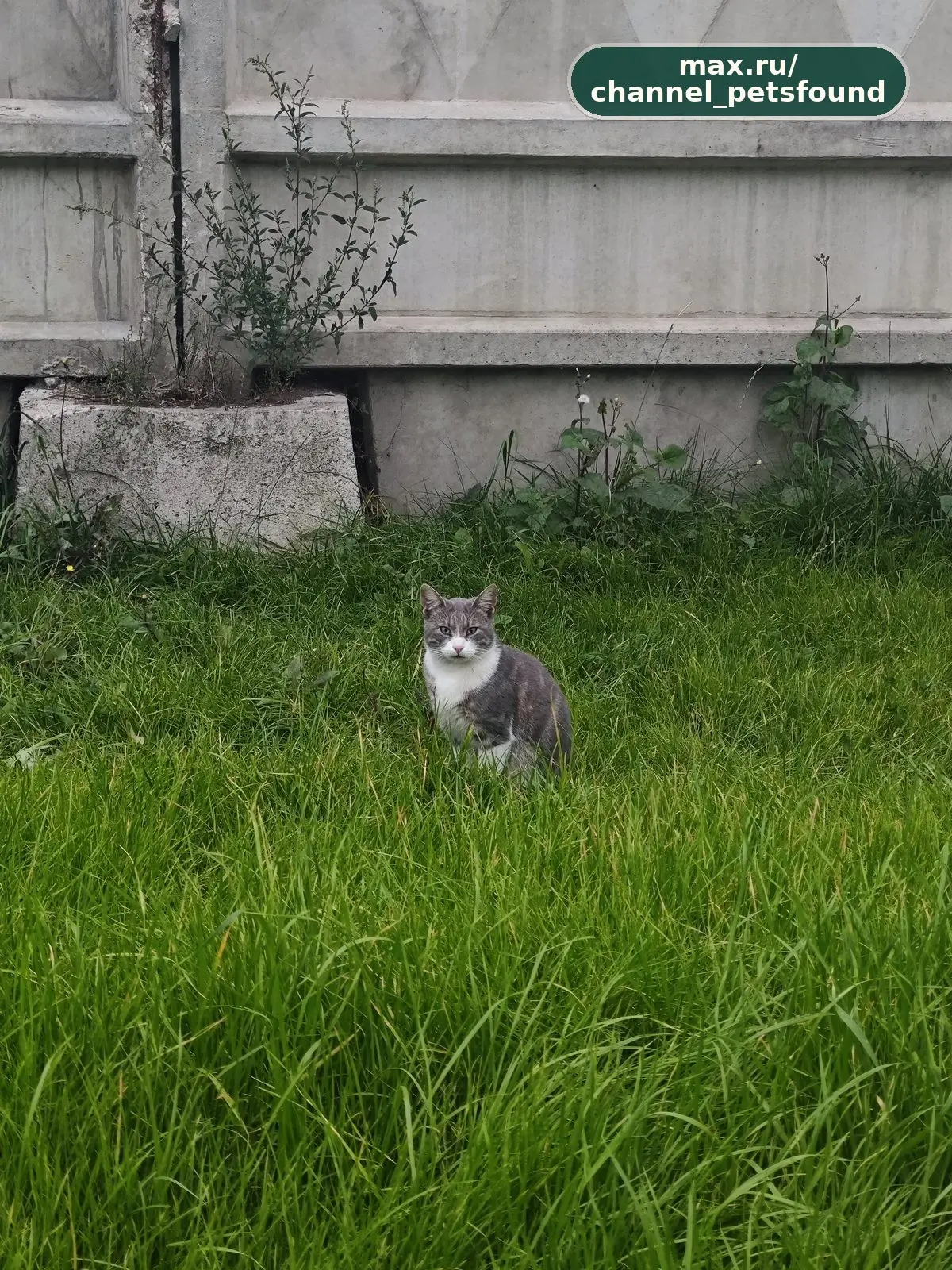 🐾 Найден питомец — Москва