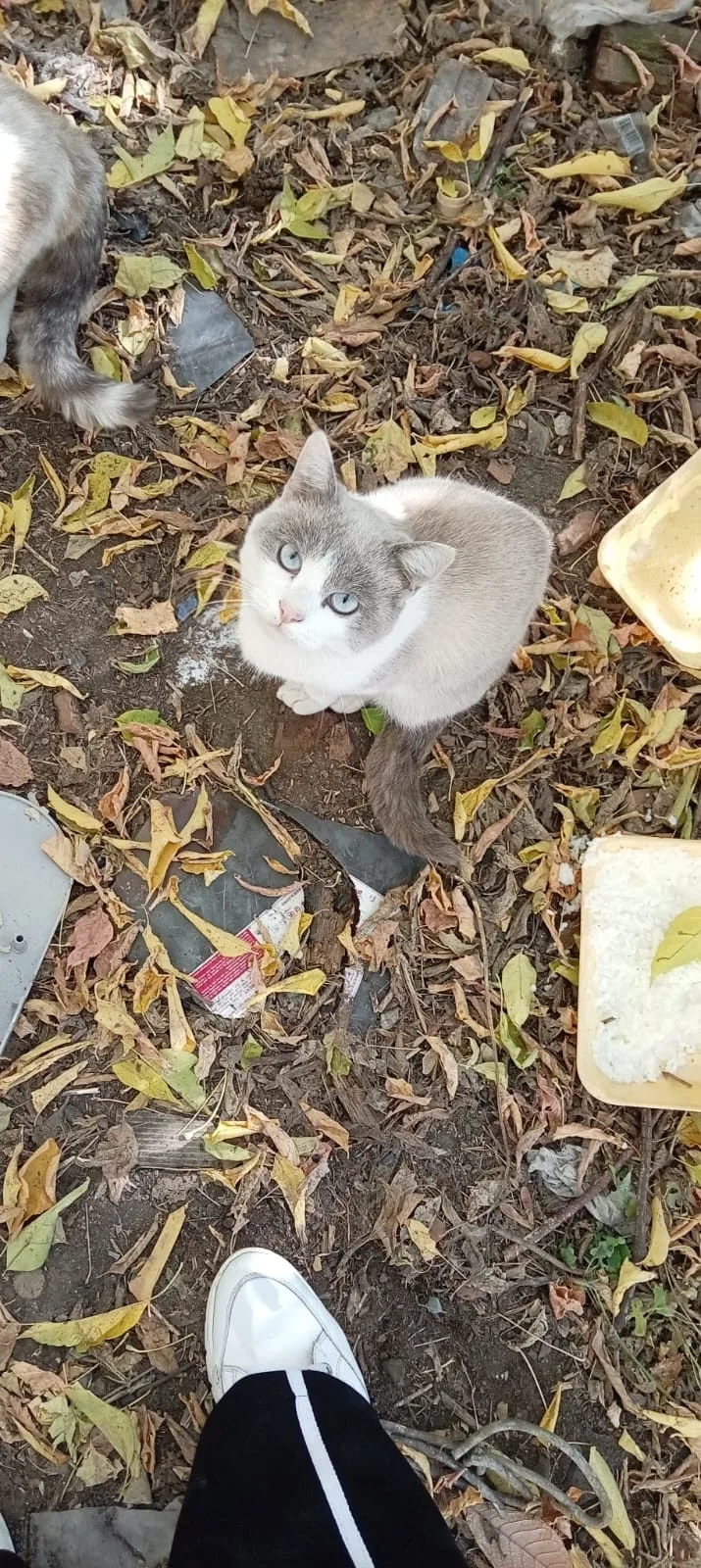 Котик, молоденький ждет добрую , ответственную семью. Чистенький, пока без блошек. Подк...