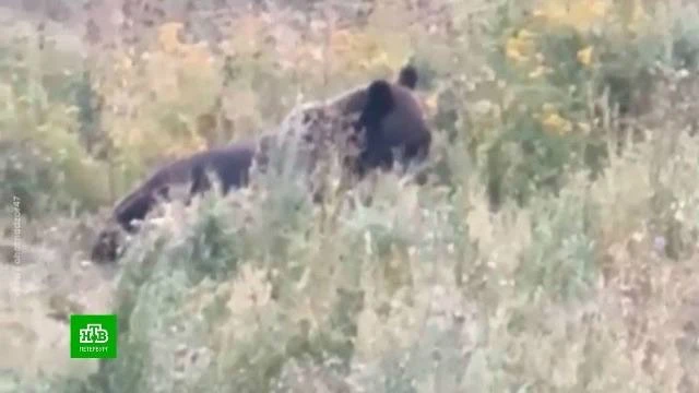 Медведь напал на Оленевода!