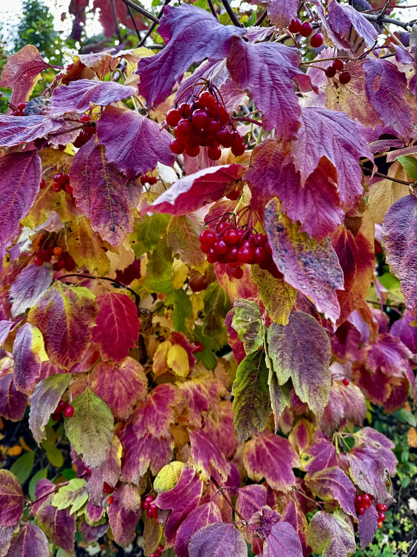 🍂 Посмотрите, какие краски у осени: багряные листья, золотые оттенки и яркие бусины ягод!
