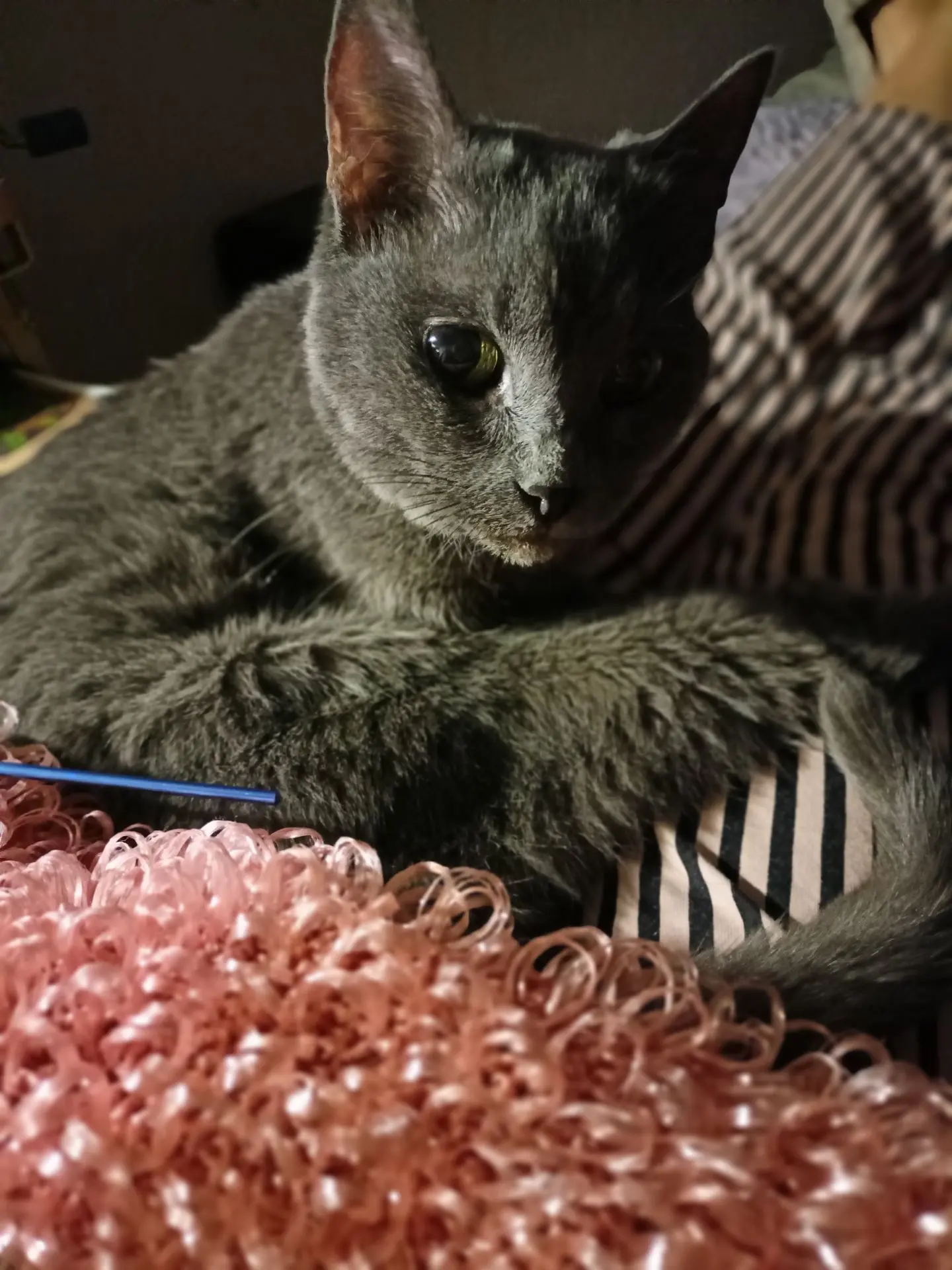 После насыщенного дня хочется тишины, спокойствия, тепла.... И куда же без пушистика, Д...