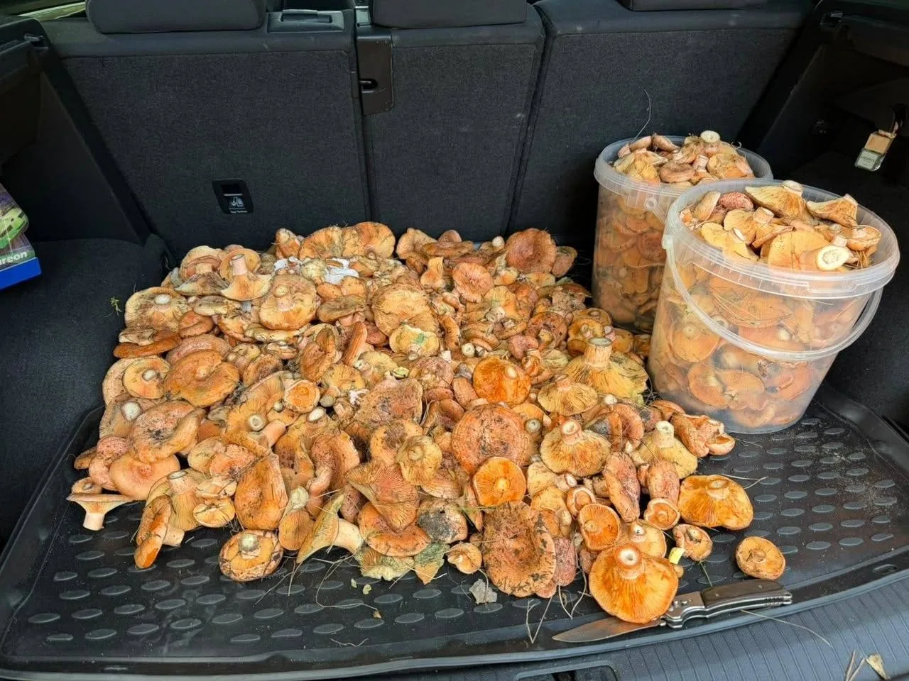 Грибной урожай из Рамонского района