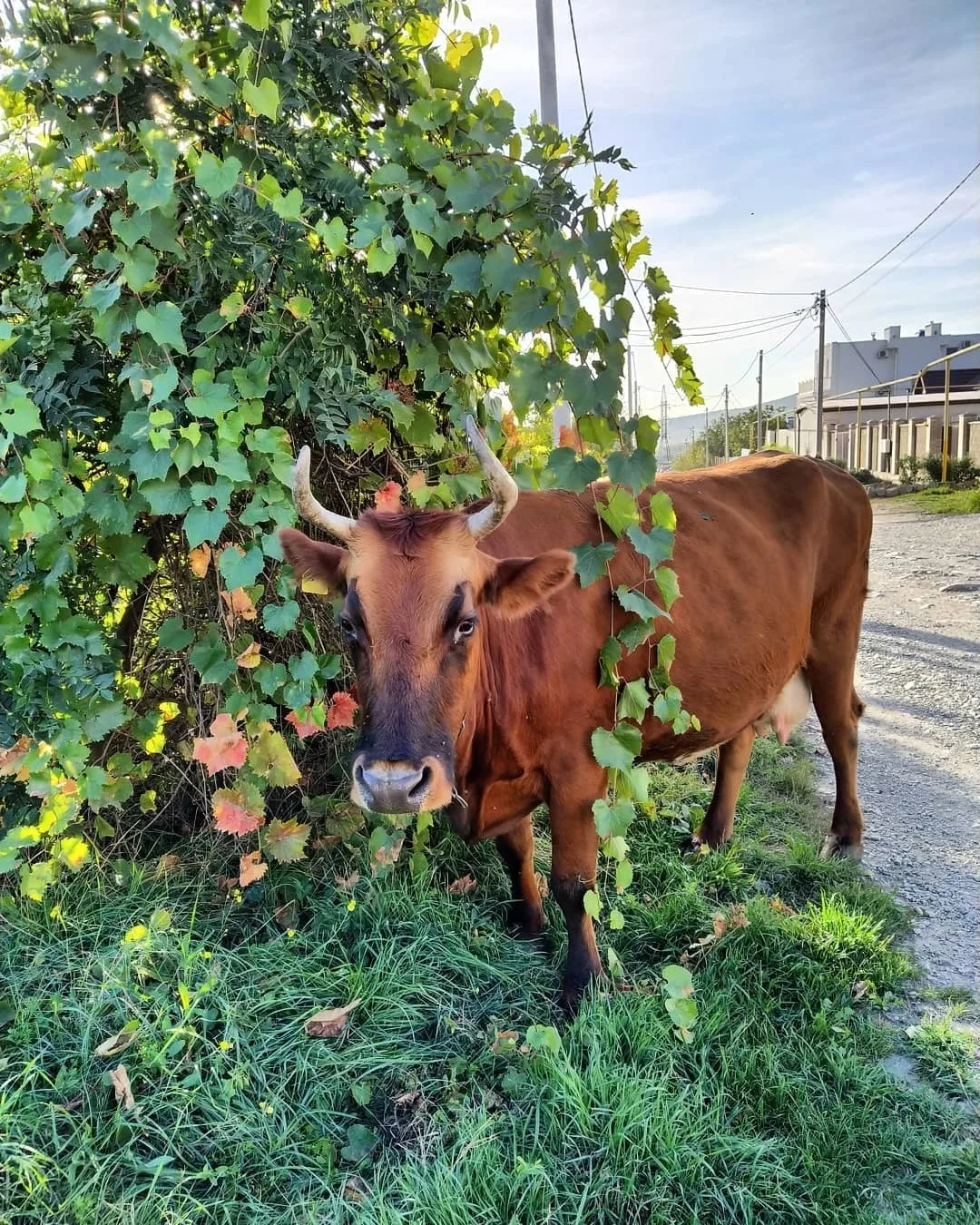Неожиданная встреча 🐮