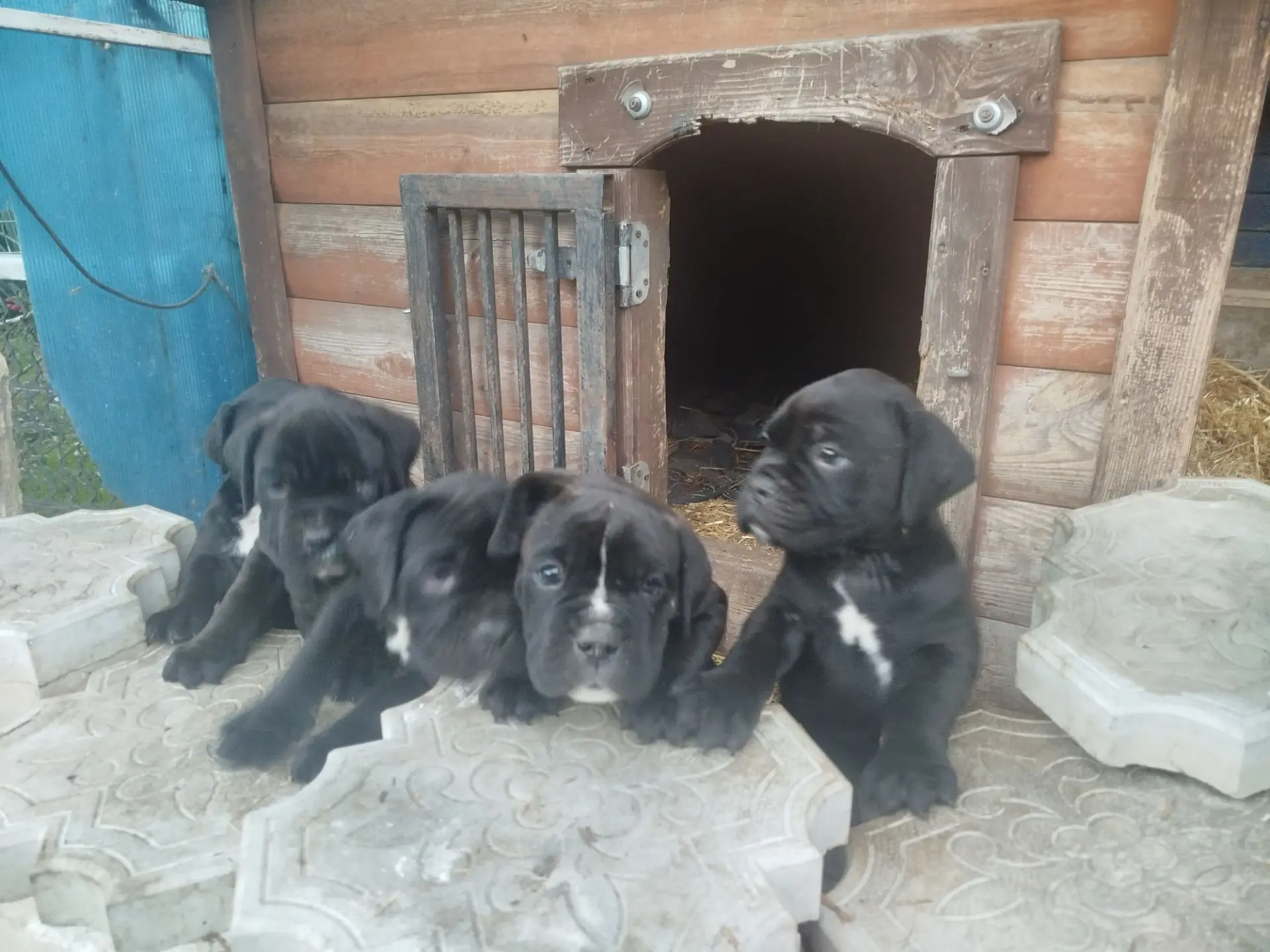 Продаются, щенки боксера, очень красивый, окрас, продаю недорого т.к нет возможности до...