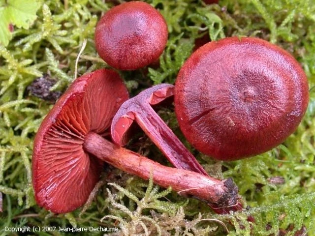 🍄☝ ФАКТ: в научной и прикладной микологии не существует понятия "отпугивающая окраска"...