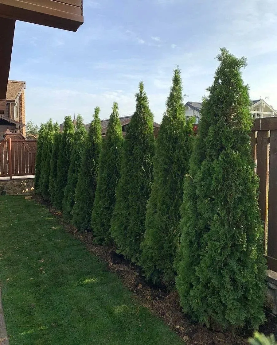 Изгородь из туй 🌲 Шикарный живой забор на вашем участке