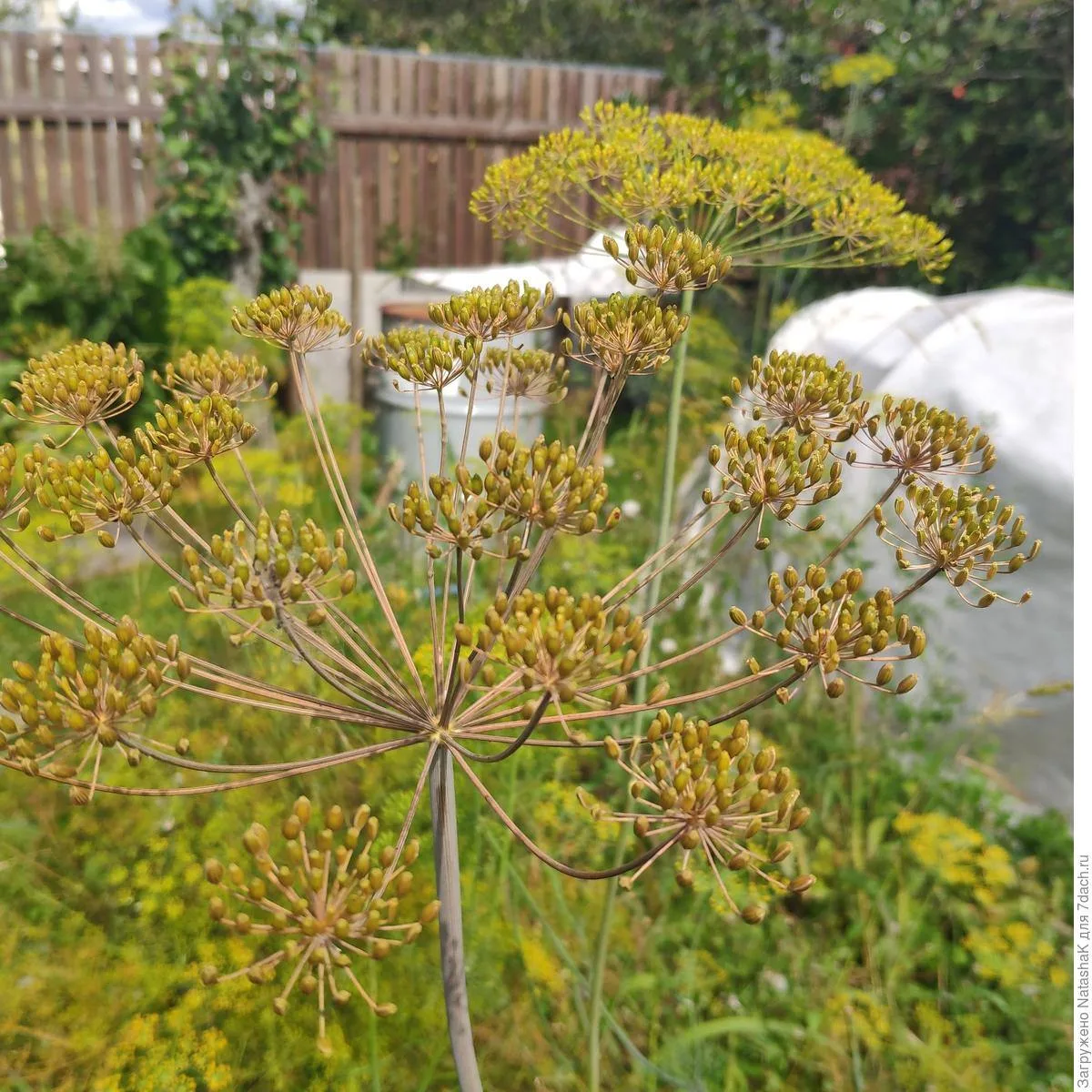 🌿КОРЗИНКИ УКРОПА ПРИГОДЯТСЯ ЗИМОЙ🌿                                                   ...