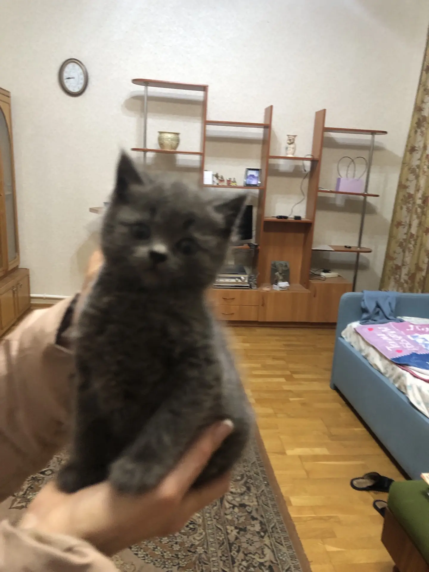 Маленький пушистый🐈‍⬛ комочек счастья очень ищет и ждет добрых заботливых хозяев.