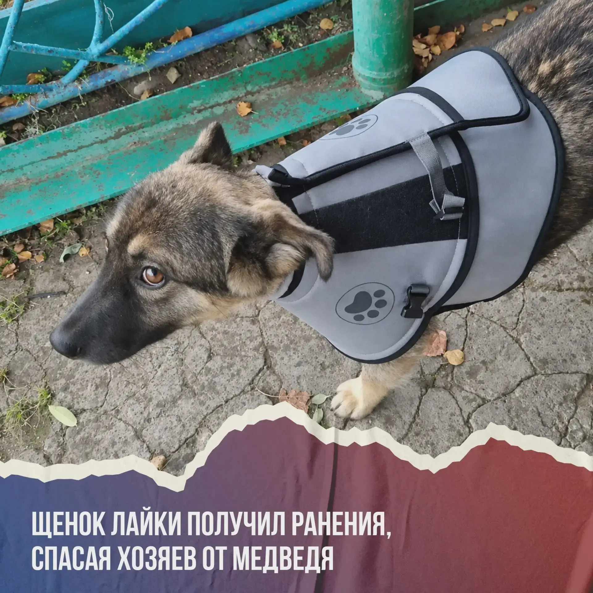 🐻 Щенок отвлёк медведя от семьи